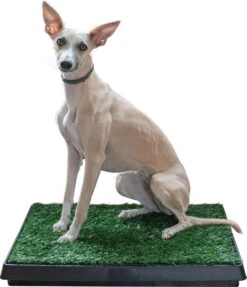 Adori Trainingsmat Gras - Hondentoilet - 50x63 Cm Multi-Color -Hondenartikelen Winkel 1034x1200 6