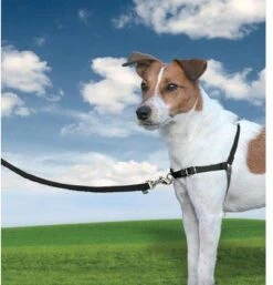 PetSafe Easy Walk® - Hondentuigje - Zwart - M - 51-71 Cm -Hondenartikelen Winkel 1152x1200 11