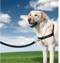 PetSafe Easy Walk® - Hondentuigje - Zwart - M - 51-71 Cm -Hondenartikelen Winkel 1152x1200 12