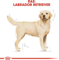 Royal Canin Labrador Retriever Adult 12 KG 28 Royal Canin Labrador Retriever Adult 12 KG -Hondenartikelen Winkel 1185x1200 4