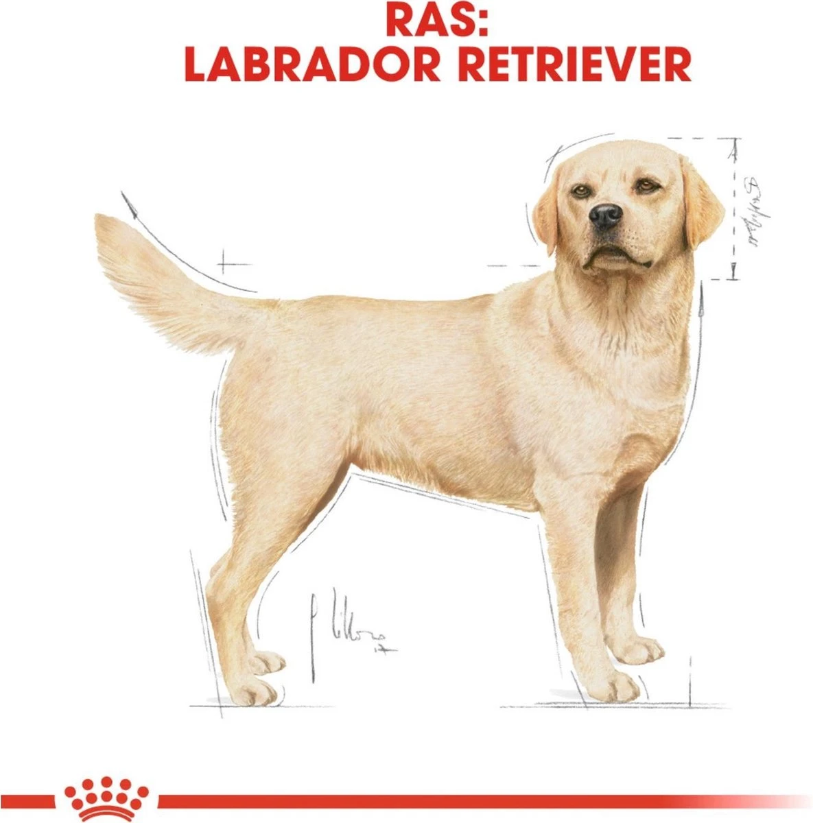Royal Canin Labrador Retriever Adult 12 KG 11 Royal Canin Labrador Retriever Adult 12 KG - Afbeelding 11