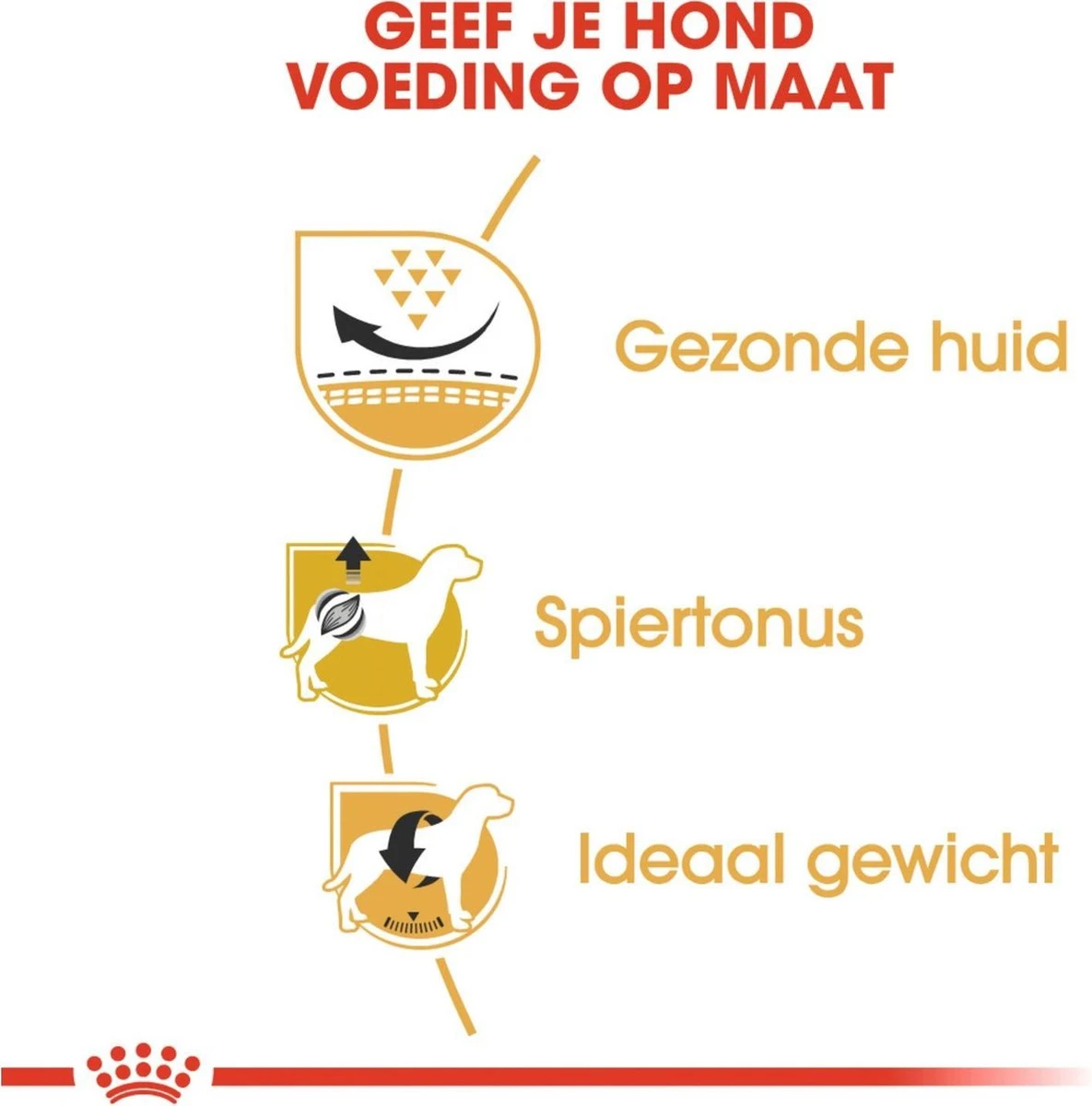 Royal Canin Mopshond/Pug Adult - Hondenvoer - 3 Kg 4 Royal Canin Mopshond/Pug Adult - Hondenvoer - 3 Kg - Afbeelding 4