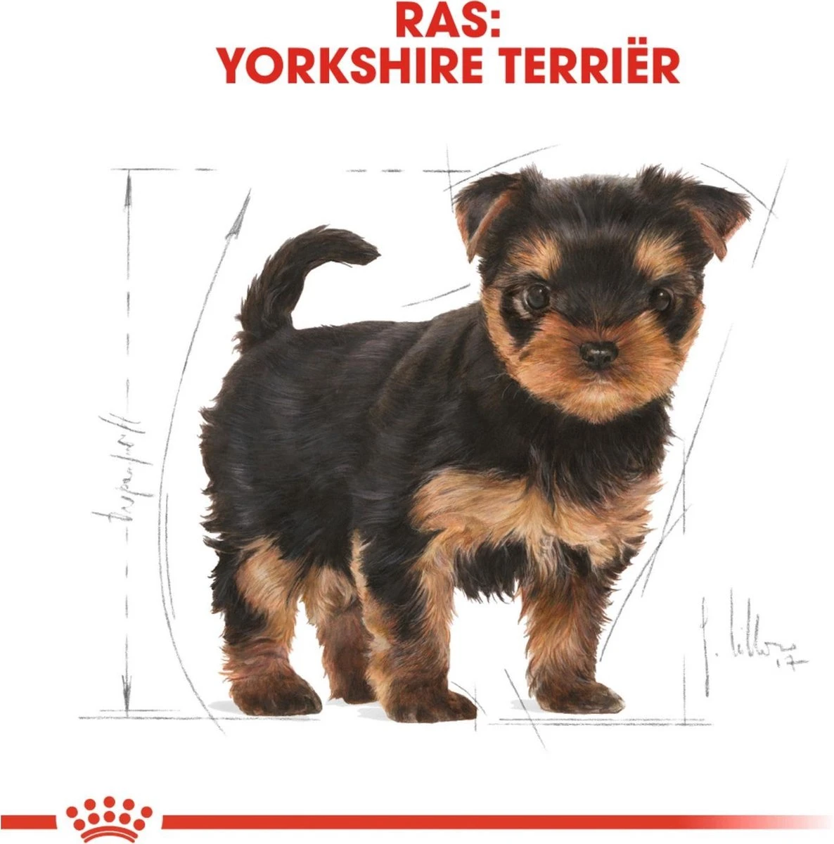Royal Canin Yorkshire Terrier Junior 1.5 KG 5 Royal Canin Yorkshire Terrier Junior 1.5 KG - Afbeelding 5