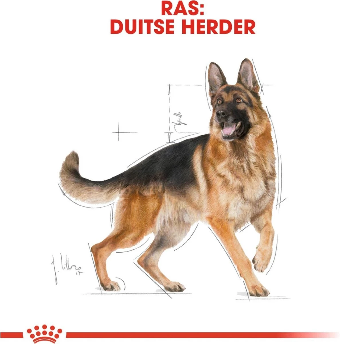 Royal Canin German Shepherd Adult 11 KG 10 Royal Canin German Shepherd Adult 11 KG - Afbeelding 10