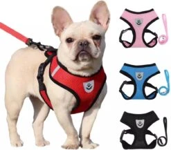 Zavelo® Honden Tuigje - Puppy En Kattentuigje - Hondenharnas - Reflecterend - Incl. Bijpassend Riempje - Zwart-Maat: S 10 Zavelo® Honden Tuigje - Puppy En Kattentuigje - Hondenharnas - Reflecterend - Incl. Bijpassend Riempje - Zwart-Maat: S -Hondenartikelen Winkel 1200x1053 10