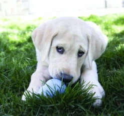 Kong Stuff 'N Snacks Puppy Hondensnack - Kip&Rijst - L -Hondenartikelen Winkel 1200x1123