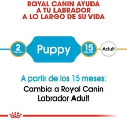 Royal Canin Labrador Retriever Junior 12 KG 22 Royal Canin Labrador Retriever Junior 12 KG -Hondenartikelen Winkel 1200x1127 5