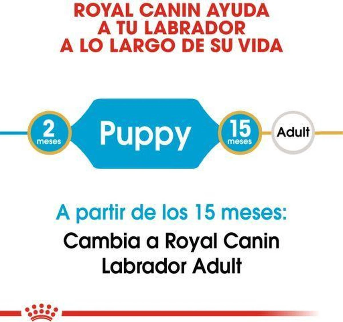 Royal Canin Labrador Retriever Junior 12 KG 4 Royal Canin Labrador Retriever Junior 12 KG - Afbeelding 4
