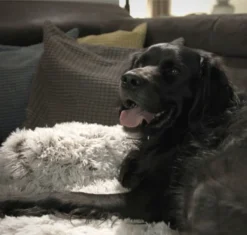 Quzi Hondenkussen Voor Bank - Fluffy Hondendeken - Bankbescherming Hond - 85x85cm - Afneembare Hoes -Hondenartikelen Winkel 1200x1140 8