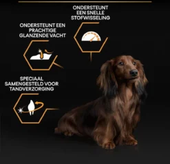 Pro Plan Everyday Nutrition Adult Small & Mini - Honden Droogvoer - Kip - 3 Kg 30 Pro Plan Everyday Nutrition Adult Small & Mini - Honden Droogvoer - Kip - 3 Kg -Hondenartikelen Winkel 1200x1155 6
