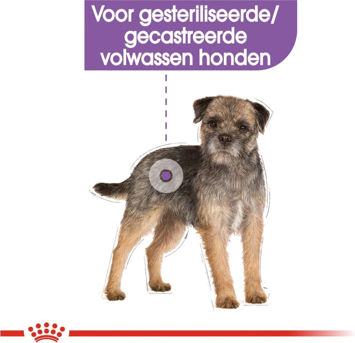 Royal Canin Ccn Sterilised Wet - Hondenvoer - 12x85 G 2 Royal Canin Ccn Sterilised Wet - Hondenvoer - 12x85 G - Afbeelding 2