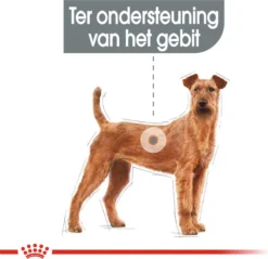 Royal Canin Medium Dental Care - 10 Kg 18 Royal Canin Medium Dental Care - 10 Kg -Hondenartikelen Winkel 1200x1160 2