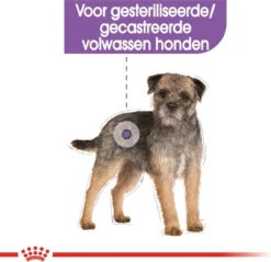 Royal Canin Mini Sterilised 8 KG 21 Royal Canin Mini Sterilised 8 KG -Hondenartikelen Winkel 1200x1160 5