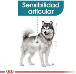 Royal Canin Ccn Joint Care Maxi - Hondenvoer - 10 Kg -Hondenartikelen Winkel 1200x1172