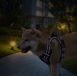 Nobleza 42ZHY - Hondenharnas - Hondentuigje - Anti Trek - L - Zwart 13 Nobleza 42ZHY - Hondenharnas - Hondentuigje - Anti Trek - L - Zwart -Hondenartikelen Winkel 1200x1174 29