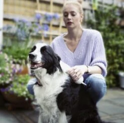 Merkloos HondenFöhn En Borstel - RVS Borstel - Huisdieren - 2 In 1 Hondenföhn -Hondenartikelen Winkel 1200x1190 20