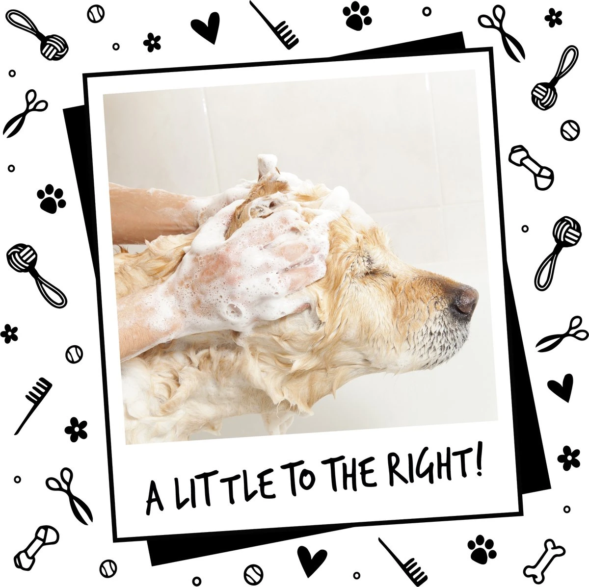 Bugalugs - Hondenshampoo - One In A Million - Alle Vachttypes - Fles Met Pompje - Vegan - 500 Ml 10 Bugalugs - Hondenshampoo - One In A Million - Alle Vachttypes - Fles Met Pompje - Vegan - 500 Ml - Afbeelding 10