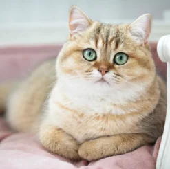 Lord Lou - George Roze Velvet S - Luxe Hondenmand - Luxe Kattenmand - 49x40x31 -Hondenartikelen Winkel 1200x1197 9