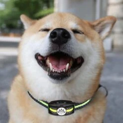 Premium Anti Blafband - Diervriendelijke Opvoedingshalsband Zonder Schok - Trainingshalsband Voor Grote En Kleine Honden - Anti Blaf Band - Correctie Halsband -Hondenartikelen Winkel 1200x1200 1365