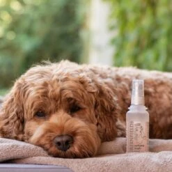 Hondenparfum Spray In 4 Geuren - Greenfields - Alchoholvrije En PH Neutrale Formule Tegen Onaangename Geurtjes - 50ml - Exotic -Hondenartikelen Winkel 1200x1200 1427