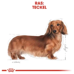 Royal Canin Dachshund/Teckel Adult 7.5 KG 24 Royal Canin Dachshund/Teckel Adult 7.5 KG -Hondenartikelen Winkel 1200x1200 152