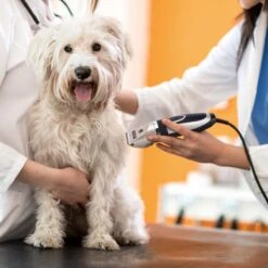 Nobleza Dieren Tondeuse Set - 4 Opzetkammen - Draadloos - Voor Huisdieren Katten & Honden -Hondenartikelen Winkel 1200x1200 1665