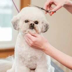 Merkloos Premium Gebogen Trimschaar Honden - Huisdier Trimmen - Hoofd, Poten Ogen & Oren - Kat & Hond Knippen - Veilige Schaar -Hondenartikelen Winkel 1200x1200 1701