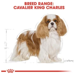 Royal Canin Cavalier King Charles Adult - Hondenvoer - 7,5 Kg 18 Royal Canin Cavalier King Charles Adult - Hondenvoer - 7,5 Kg -Hondenartikelen Winkel 1200x1200 183