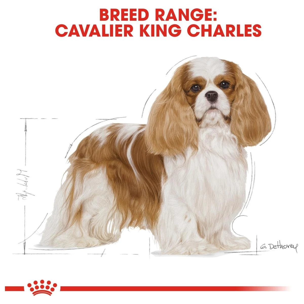 Royal Canin Cavalier King Charles Adult - Hondenvoer - 7,5 Kg 6 Royal Canin Cavalier King Charles Adult - Hondenvoer - 7,5 Kg - Afbeelding 6