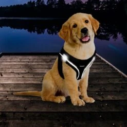 Topmast Airmesh Hondentuig - Click & Go - Petrol - S - Reflecterend - Harnas Hond - Hondentuigje - Hondenharnas - Voor Puppy, Kleine, Medium En Grote Hond -Hondenartikelen Winkel 1200x1200 2172