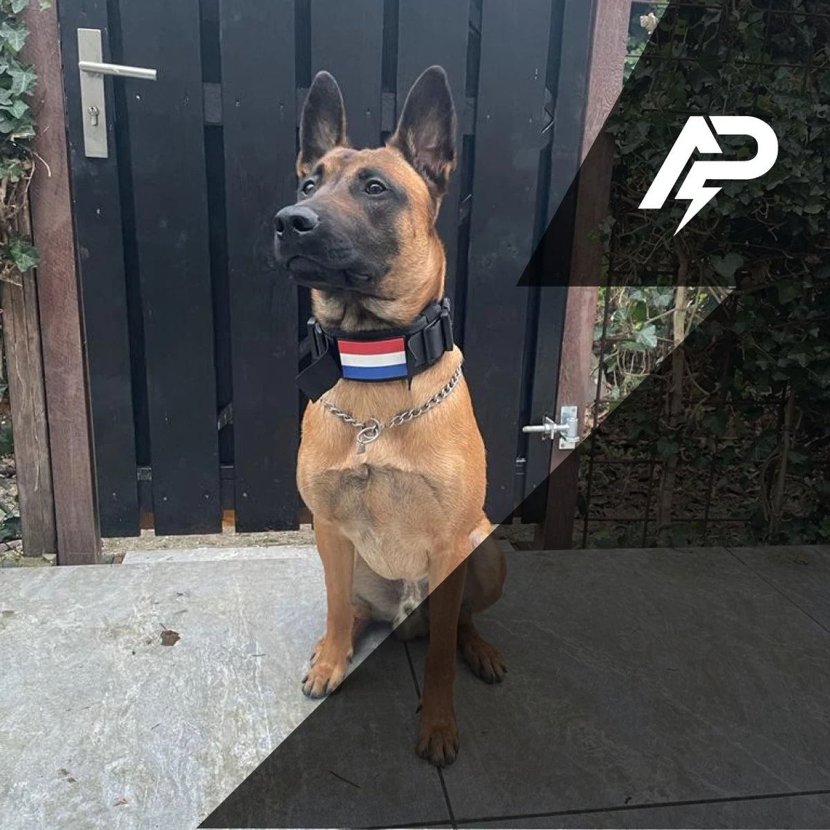 Always Prepared © Pro K9 Complete Set – Anti Trek Tuig – Honden Harnas – Y Tuig Hond – Trainings Riem – Best Getest 2022 – Halsband Hond – Middel En Grote Hond – Honden Tuigje – Harnas Hond – Veiligheidstuig – 450KG Anti Trek Test – Combi Deal 16 Always Prepared © Pro K9 Complete Set – Anti Trek Tuig – Honden Harnas – Y Tuig Hond – Trainings Riem – Best Getest 2022 – Halsband Hond – Middel En Grote Hond – Honden Tuigje – Harnas Hond – Veiligheidstuig – 450KG Anti Trek Test – Combi Deal - Afbeelding 16