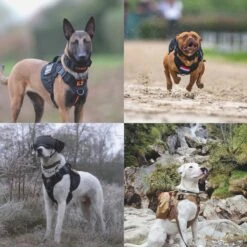 Always Prepared © Pro K9 Complete Set – Anti Trek Tuig – Honden Harnas – Y Tuig Hond – Trainings Riem – Best Getest 2022 – Halsband Hond – Middel En Grote Hond – Honden Tuigje – Harnas Hond – Veiligheidstuig – 450KG Anti Trek Test – Combi Deal 37 Always Prepared © Pro K9 Complete Set – Anti Trek Tuig – Honden Harnas – Y Tuig Hond – Trainings Riem – Best Getest 2022 – Halsband Hond – Middel En Grote Hond – Honden Tuigje – Harnas Hond – Veiligheidstuig – 450KG Anti Trek Test – Combi Deal -Hondenartikelen Winkel 1200x1200 2182