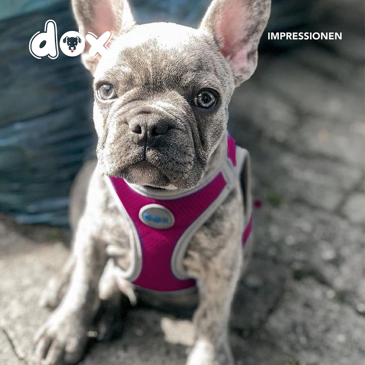 DDOXX Hondenharnas, Reflecterend, Verstelbaar, Breakaway | Borstharnas Voor Klein, Middelgroot | Hondenharnas Hond Kat Puppy Auto | Kattenharnas Puppy Harnas | Roze Roze, S 8 DDOXX Hondenharnas, Reflecterend, Verstelbaar, Breakaway | Borstharnas Voor Klein, Middelgroot | Hondenharnas Hond Kat Puppy Auto | Kattenharnas Puppy Harnas | Roze Roze, S - Afbeelding 8