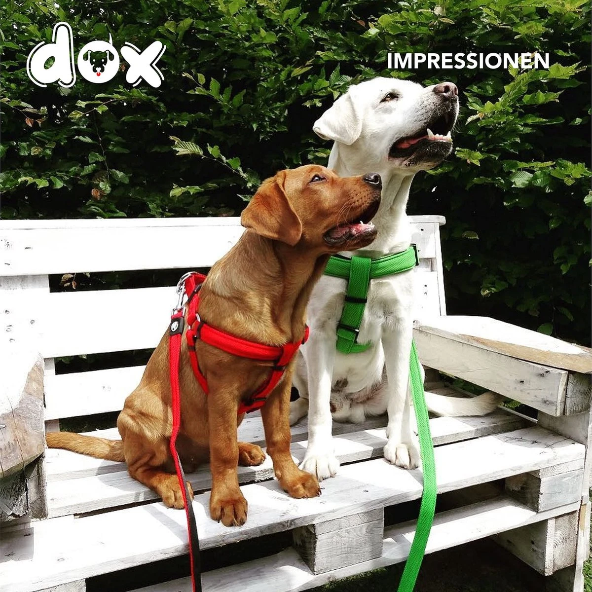 DDOXX Hondenharnas Nylon, Step-In, Verstelbaar, Uitbraakbestendig | Voor Kleine, Middelgrote & Grote Honden | Borstharnas Hond Kat Puppy Auto | Puppy Harnas Kat Harnas | Rood, S 8 DDOXX Hondenharnas Nylon, Step-In, Verstelbaar, Uitbraakbestendig | Voor Kleine, Middelgrote & Grote Honden | Borstharnas Hond Kat Puppy Auto | Puppy Harnas Kat Harnas | Rood, S - Afbeelding 8