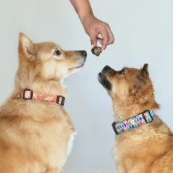 Topdiervoeding Lamslong Hondensnacks - Vers Gedroogd - Knapperig - 1 KG 7 Topdiervoeding Lamslong Hondensnacks - Vers Gedroogd - Knapperig - 1 KG -Hondenartikelen Winkel 1200x1200 233