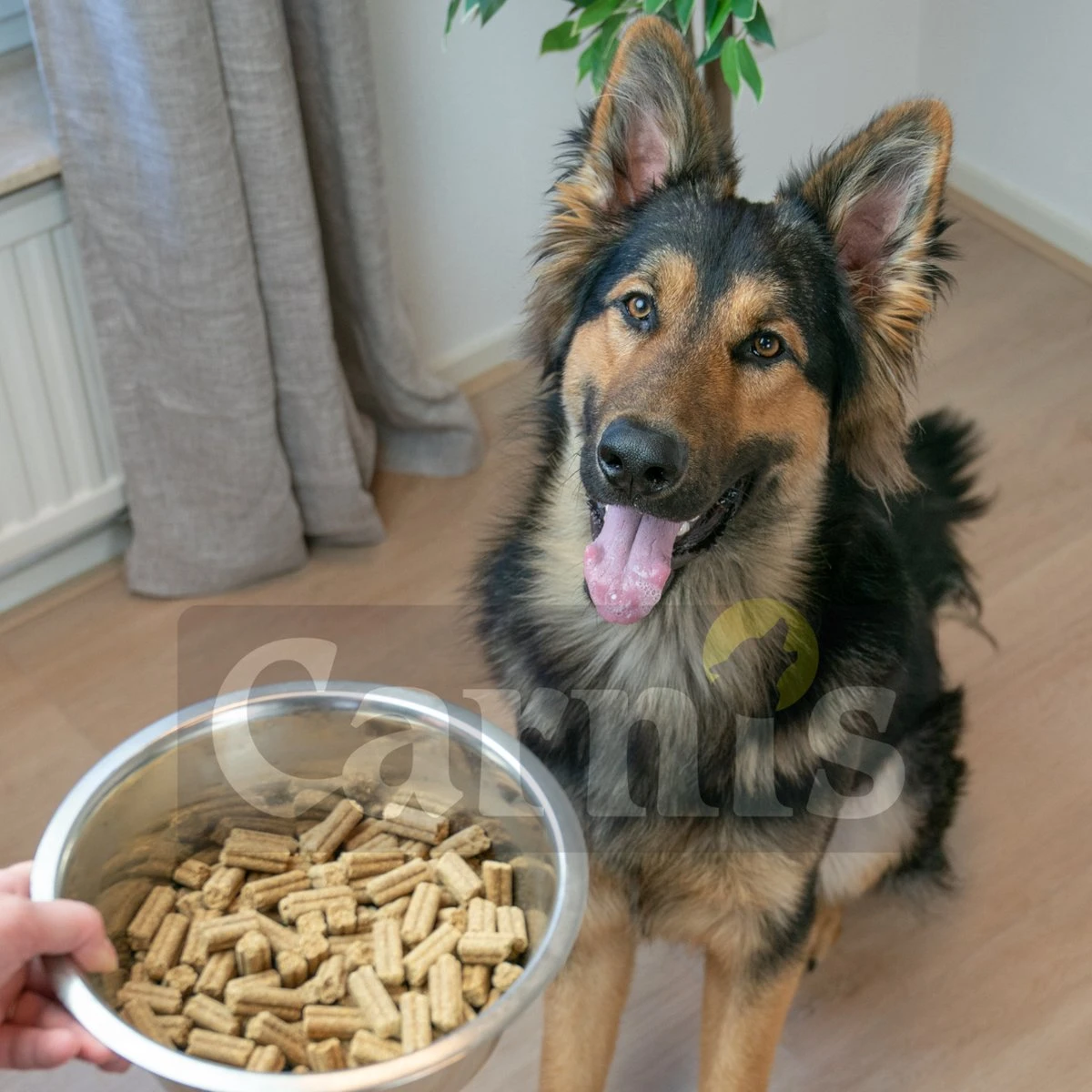 Carnis Salmon Regular Geperst Hondenvoer 12,5 Kg - Hond 2 Carnis Salmon Regular Geperst Hondenvoer 12,5 Kg - Hond - Afbeelding 2