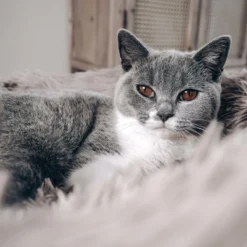 District 70 FUZZ - Hondenmand Comfortabel En Zacht Pluche - Zand, Oudroze, Donkergrijs En Lichtgrijs In S/M/L/XL - Maat: Large, Kleur: Zand -Hondenartikelen Winkel 1200x1200 541