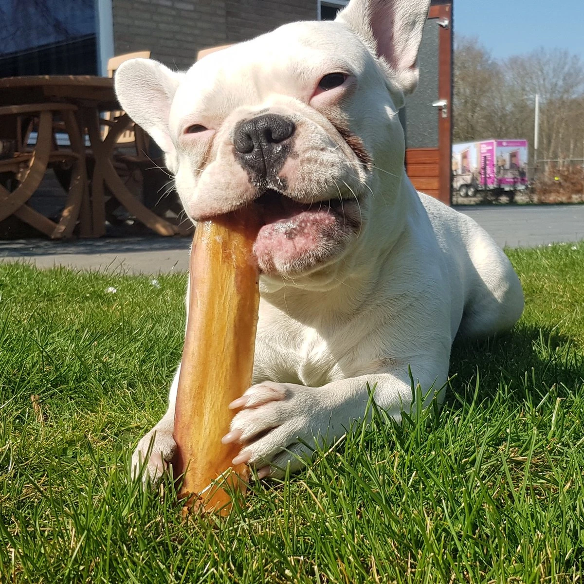 Topdiervoeding Runderkophuid Hondensnacks - Vers Gedroogd - 20cm - 1000 Gram 3 Topdiervoeding Runderkophuid Hondensnacks - Vers Gedroogd - 20cm - 1000 Gram - Afbeelding 3