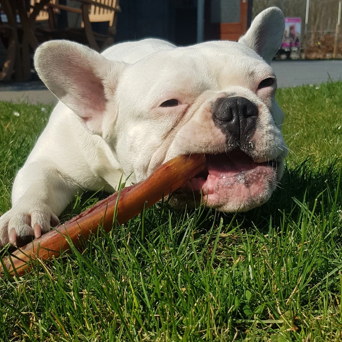 Topdiervoeding Runderkophuid Hondensnacks - Vers Gedroogd - 20cm - 1000 Gram 4 Topdiervoeding Runderkophuid Hondensnacks - Vers Gedroogd - 20cm - 1000 Gram - Afbeelding 4