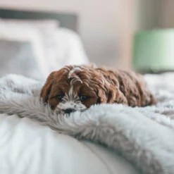 Fluffy Blanket - Pluche Hondendeken - 120 X 100 CM - Grijs - Voor De Auto Of Bank - Fleece -Hondenartikelen Winkel 1200x1200 718