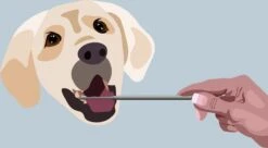 AE Dogz Tandsteenverwijderaar/Tandenkrabber -Hondenartikelen Winkel 1200x663 5