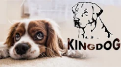 Kingdog - Groot Honden- En Kattenbed | Dierenmand 100 X 75 | Groen - Maat L 13 Kingdog - Groot Honden- En Kattenbed | Dierenmand 100 X 75 | Groen - Maat L -Hondenartikelen Winkel 1200x665