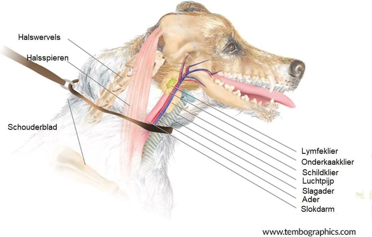 Anny.X Hondentuig Y Tuig Bruin Barnsteen Maat L Geschikt Voor Borstomvang 70-86cm 5 Anny.X Hondentuig Y Tuig Bruin Barnsteen Maat L Geschikt Voor Borstomvang 70-86cm - Afbeelding 5