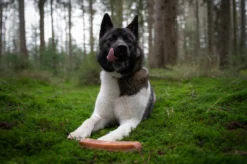 The Original Himalayan Yak Kauwbot Large Puur Fit -Hondenartikelen Winkel 1200x799 20