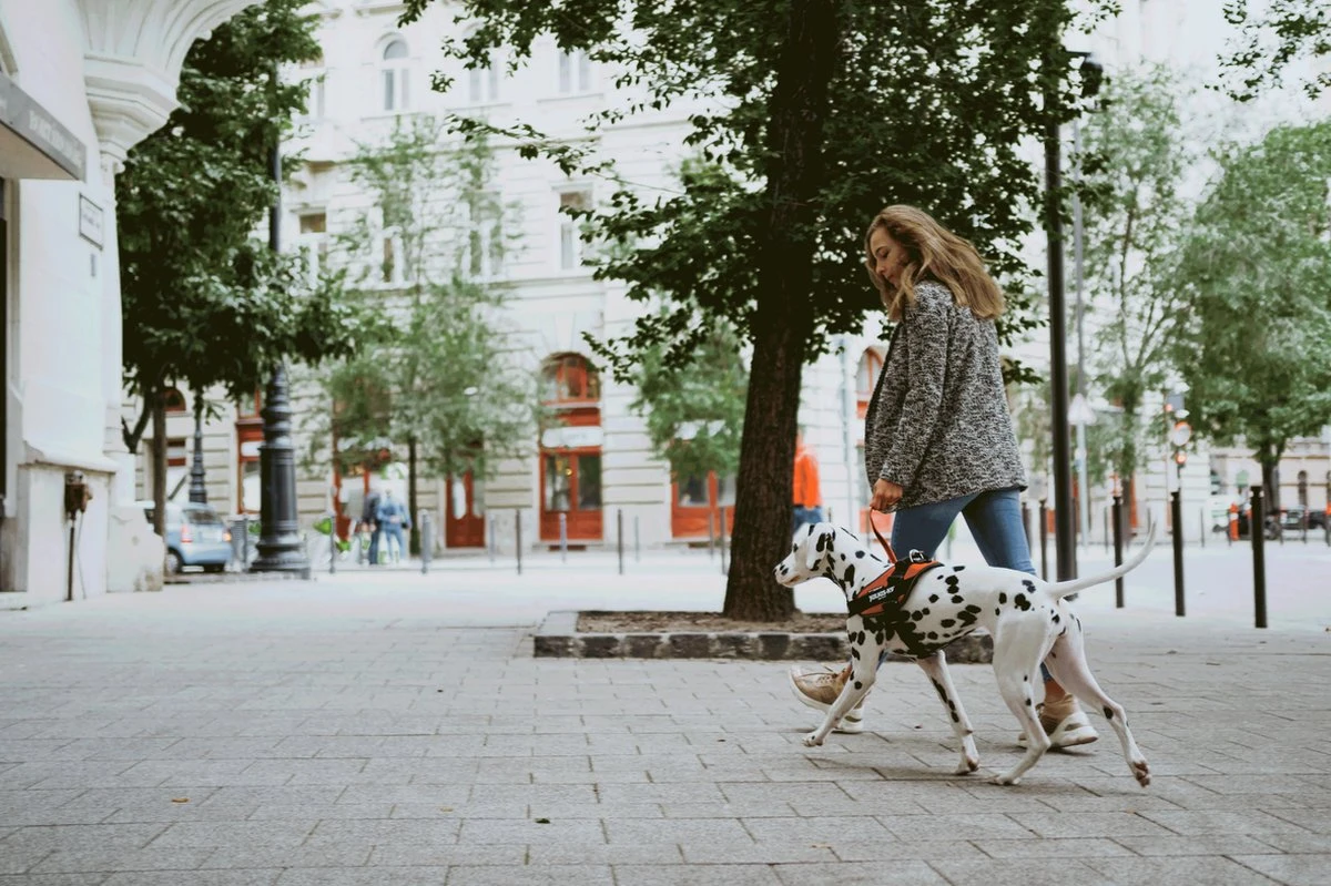 Julius K9 Julius-K9 IDC®Powertuig, M - Maat 0, Camouflage 5 Julius K9 Julius-K9 IDC®Powertuig, M - Maat 0, Camouflage - Afbeelding 5