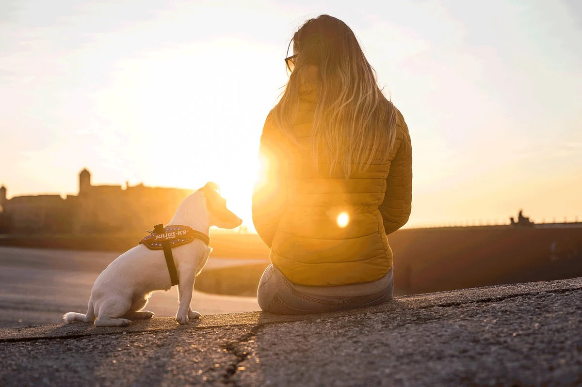 Julius K9 Julius-K9 IDC®Powertuig, XS - Mini-Mini, Neon 4 Julius K9 Julius-K9 IDC®Powertuig, XS - Mini-Mini, Neon - Afbeelding 4