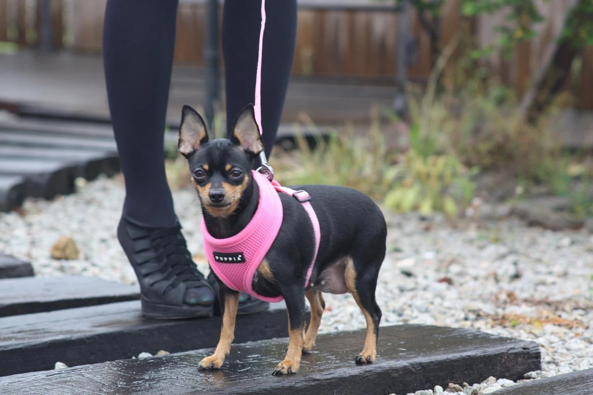 Puppia Soft Hondenharnas - M - Beige 3 Puppia Soft Hondenharnas - M - Beige - Afbeelding 3