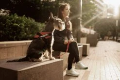 Julius K9 Julius-K9 IDC®Powertuig, S - Mini, Zwart -Hondenartikelen Winkel 1200x800 156