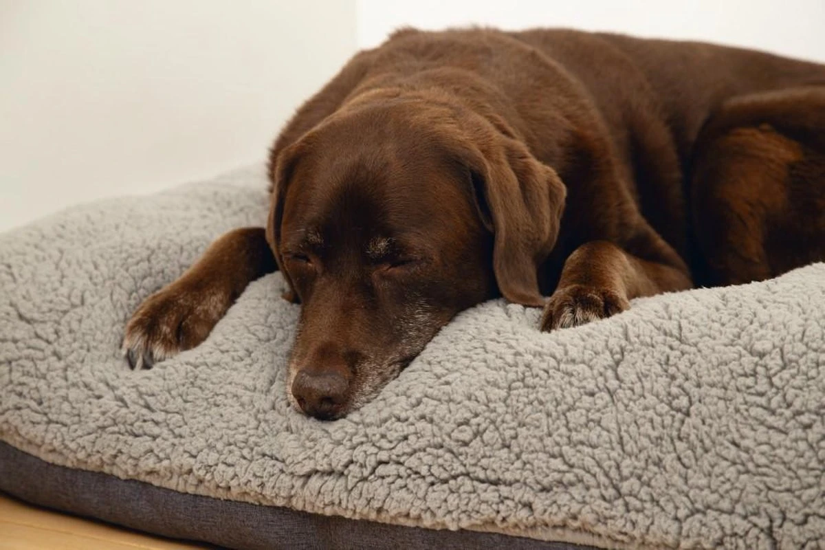 Beeztees Ruba - Orthopedisch Hondenkussen - Grijs - 100x70cm 2 Beeztees Ruba - Orthopedisch Hondenkussen - Grijs - 100x70cm - Afbeelding 2