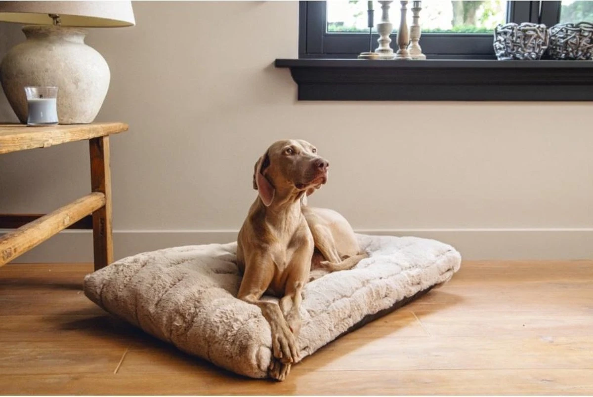 Designed By Lotte Hondenkussen Pluche Xanti Beige 70x 50 X 5 Cm 3 Designed By Lotte Hondenkussen Pluche Xanti Beige 70x 50 X 5 Cm - Afbeelding 3